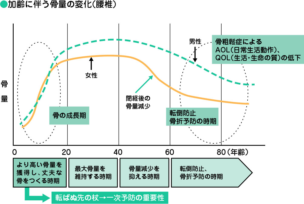 加齢に伴う骨量の変化（腰椎）